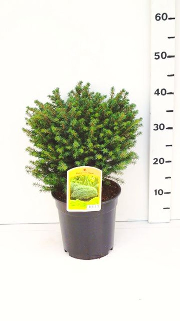 Picea omorika 'Karel' - C3 25-30 CM